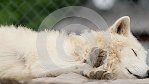 An old arctic white wolf is sleeping.