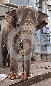 Old Asian elephant parading for tourists