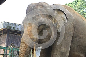 Old asian elephants