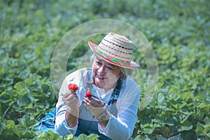 An old Asian woman, an organic strawberry farmer, picks the red strawberries she harvested from her farm