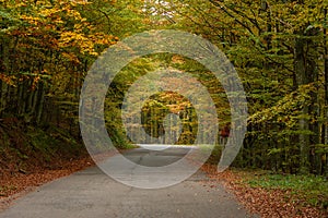 Old asphalt road in autumn forest