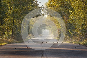 Old asphalt road in autumn forest; focus on the birds