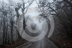 An old asphalt road through a bare foggy forest