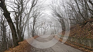 Old asphalt road serpentine through bald forest. Trunks and beautiful branches of trees. Foggy autumn weather