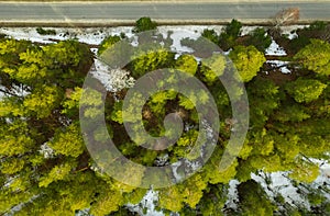 Old asphalt road in the spring forest top view