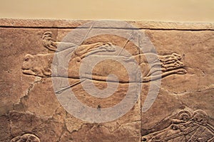 Old assyrian relief of a lion beig hunted