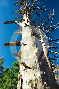 Old Atlantic Cedar