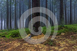 The old and autumn forest in Harz, Germany