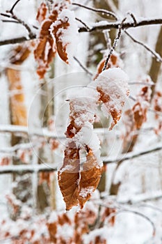 Old autumn leaf on a branch