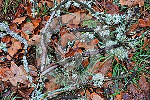 old autumn leaves and dry dead twig