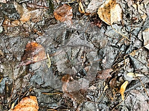 Old autumn leaves that have already begun to rot photo