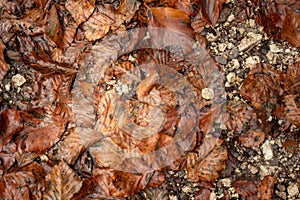 Old autumn leaves lie on the floor with stones