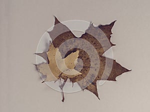 Old autumn maple leaves on gray paper background. Seasonal depression, melancholia, fall composition. Creative flatlay, top view,