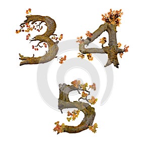 Old autumn tree alphabet - digits 3-5