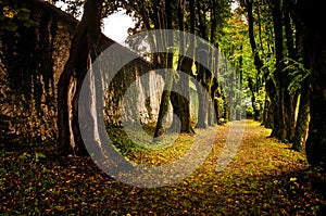 Old avenue with large trees and autumn colors on the property of a castle in Slovenia