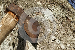 An old ax cut into a tree trunk. An old rusty axe.