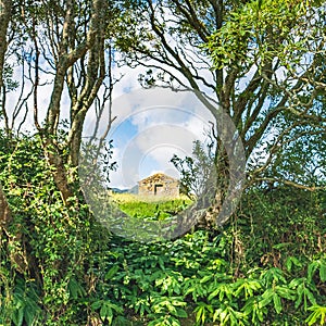 Old Azorean farmhouse in a remote field photo