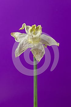 Old bachelor concept. Yellowed daffodil on purple background.