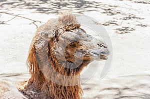 Old Bactrian Camel lying resting on the ground