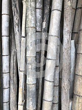 Old bamboo