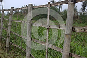 Old bamboo fence