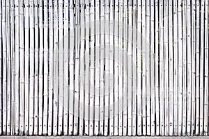 Old bamboo wood fence texture with seamless vertical patterns light white grey background and space