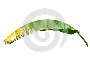 Old banana leaves that are about to separate separately On a white background