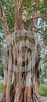 Old Banyan tree