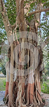 Old Banyan tree