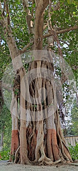 Old Banyan tree