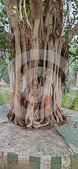 Old Banyan tree