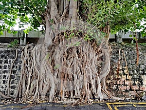 Old banyan tree in the capital of Mauritius Port Louis.