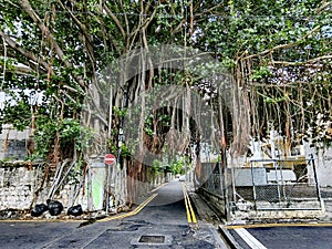 Old banyan tree in the capital of Mauritius Port Louis.