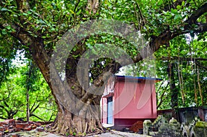 Old banyan tree or ficus benghalensis also known as banyan fig or Indian banyan in the graveyard