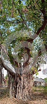 Old Banyan Tree Ficus benghalensis   with Large Roots standing in the Garden