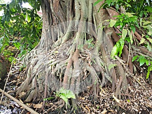 An old banyan tree that has big and many roots