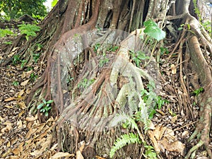 An old banyan tree that has big and many roots