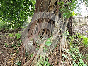An old banyan tree that has big and many roots