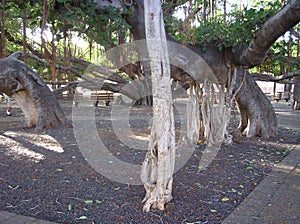 Old Banyan Tree located in Lahaina Maui