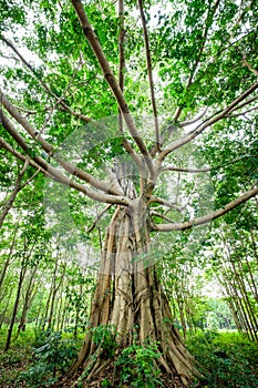 Old Banyan Tree in Rubber Farm