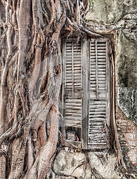 An old banyan tree's root have grown on the wall of an old house almost shutting the wooden window