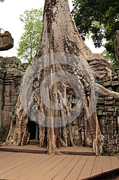 Old banyan tree at Ta Prohm Temple photo