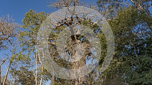 An old baobab grows in the forest. A thick trunk.