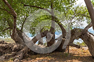 Old baobab tree in Khaudum National Park, Namibia