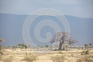 Old baobab tree in tanzanian nature