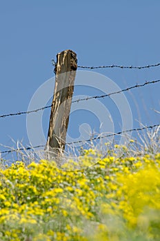 An old barbed wire fence