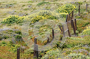 Old Barbed Wire Fence with Beautiful Yellow Wildflowers Along the California Coast