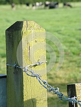 Old barbed wire fence post by farm