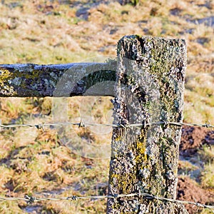 Old barbed wire on weathered fence post with lichen