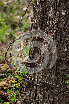 Old barbed wire wrapped around tree.